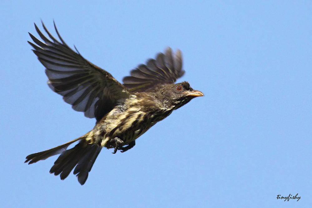 picture of Palmchat