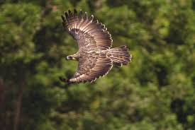 picture of Philippine Eagle 