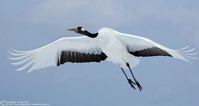 picture of Red-crowned Crane