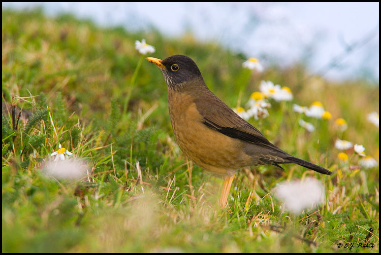 picture of Rufous-Bellied Thrush