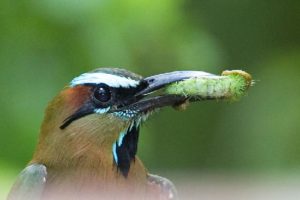 picture of Turquoise-browed Motmot 