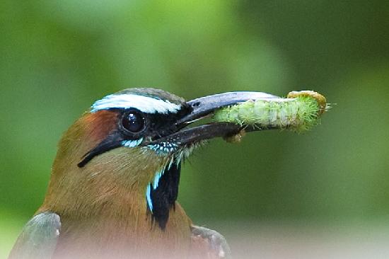 picture of Turquoise-browed Motmot