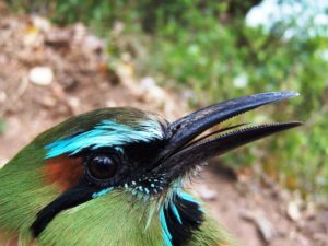 picture of Turquoise-browed Motmot 