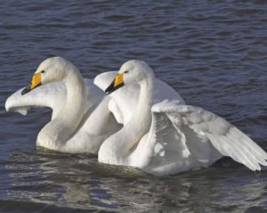 picture of Whooper swan 