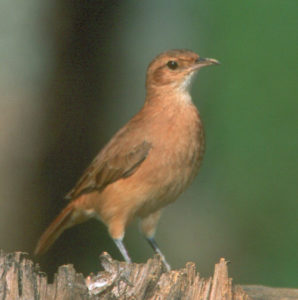 picture of Rufous Hornero