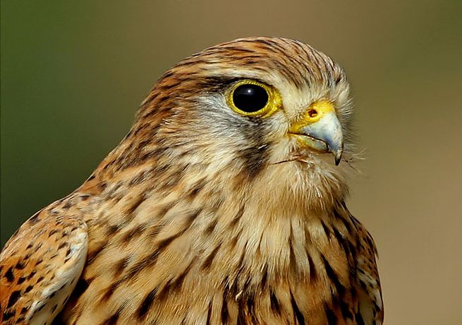picture of Common Kestrel