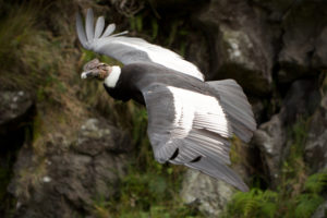 picture of Andean condor: 