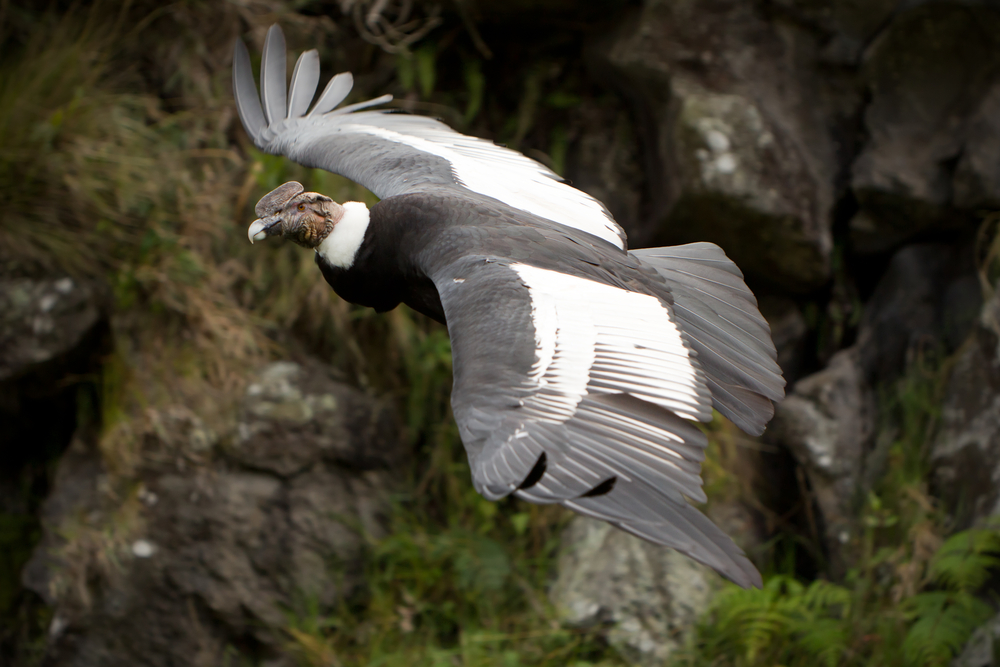 picture of Andean condor: