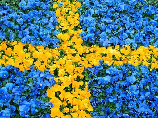 Sweden Flag Pics