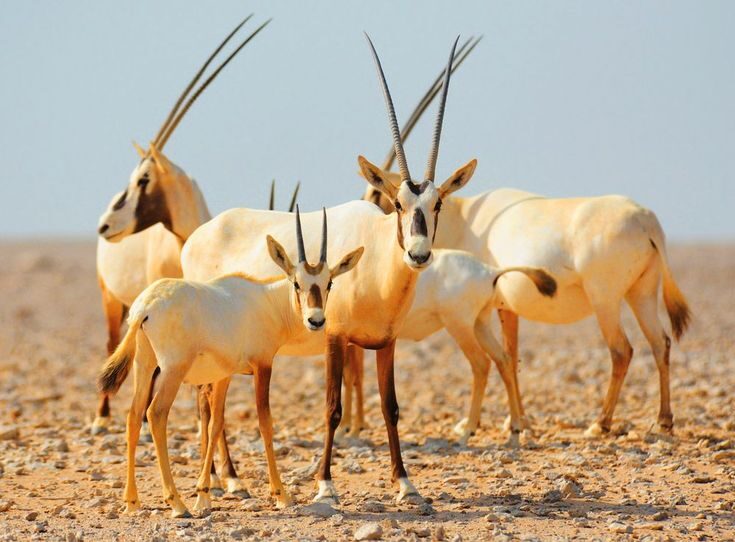 Arabian Oryx National animal of Bahrain