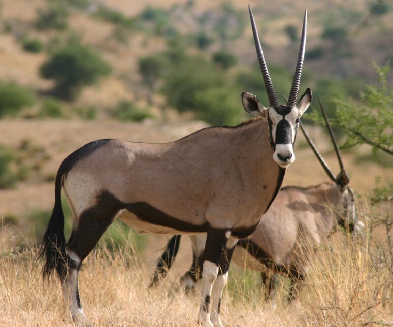 Arabian Oryx National animal of Bahrain