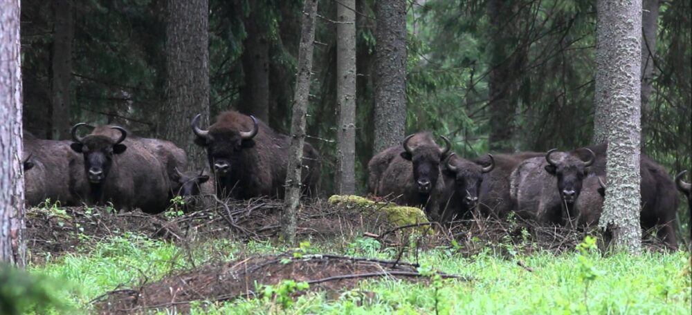 Bison National animal of Belarus