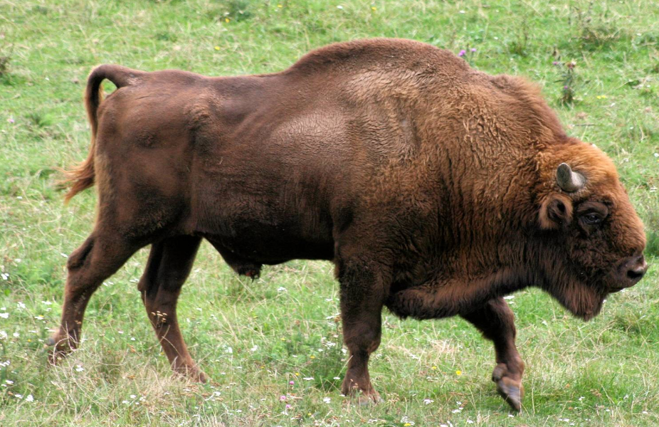 National animal of Belarus | Interesting facts about Bison
