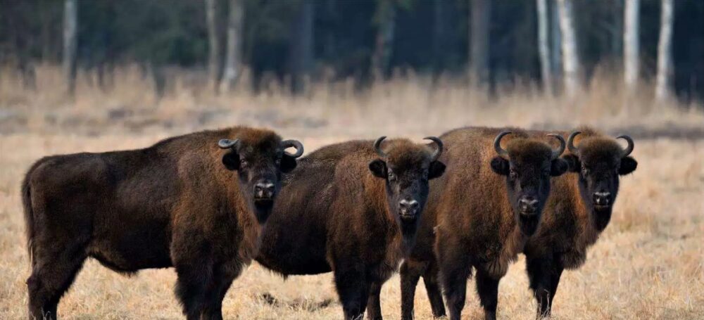 Bison National animal of Belarus