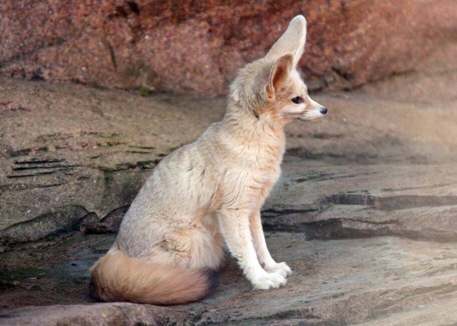 Fennec Fox National animal of Algeria