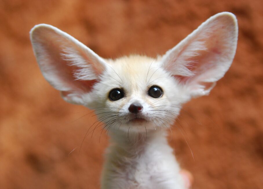 National animal of Algeria | Interesting facts about Fennec Fox
