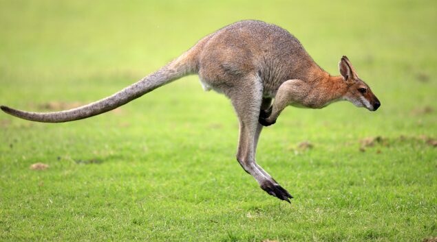 Kangaroo National animal of Australia