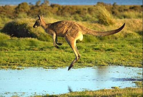 Kangaroo National animal of Australia