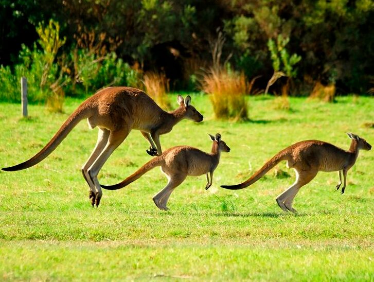 Kangaroo National animal of Australia