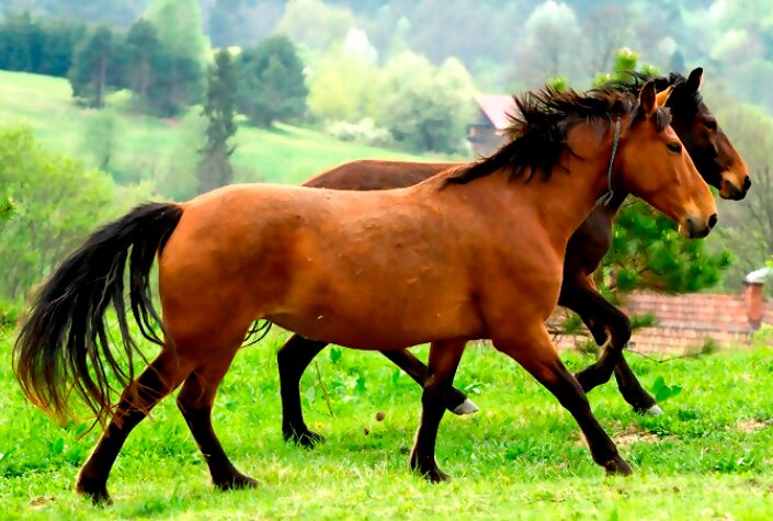 Karabakh Horse National animal of Azerbaijan