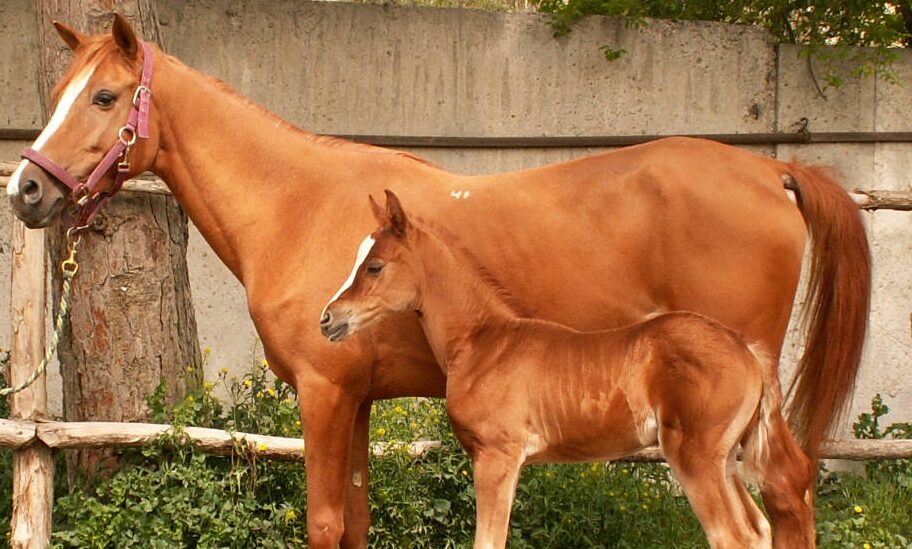 Karabakh Horse National animal of Azerbaijan