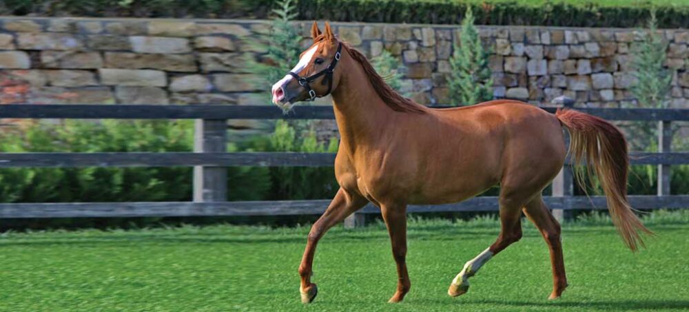 Karabakh Horse National animal of Azerbaijan