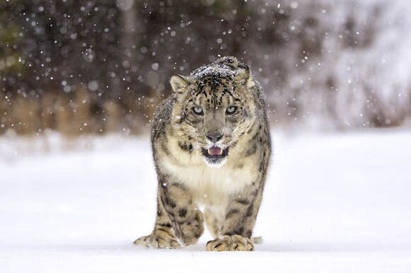 Snow Leopard National animal of Afghanistan 
