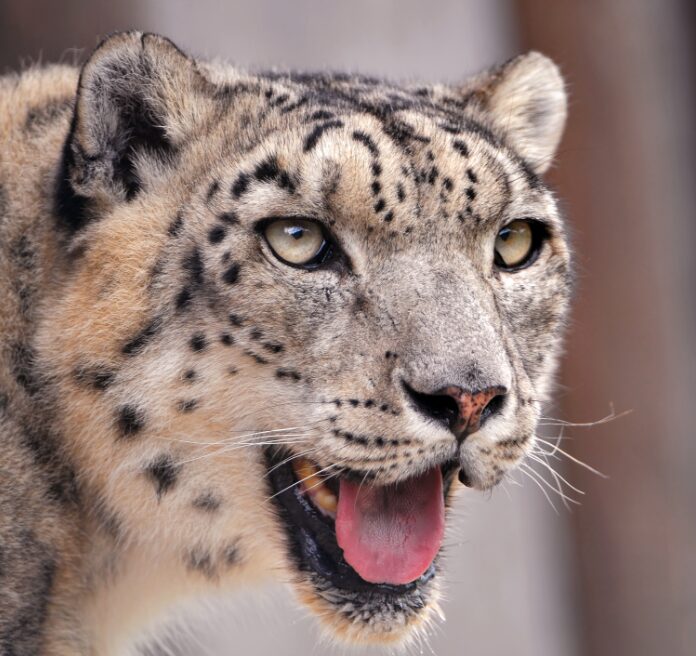 National animal of Afghanistan | Interesting facts about Snow Leopard