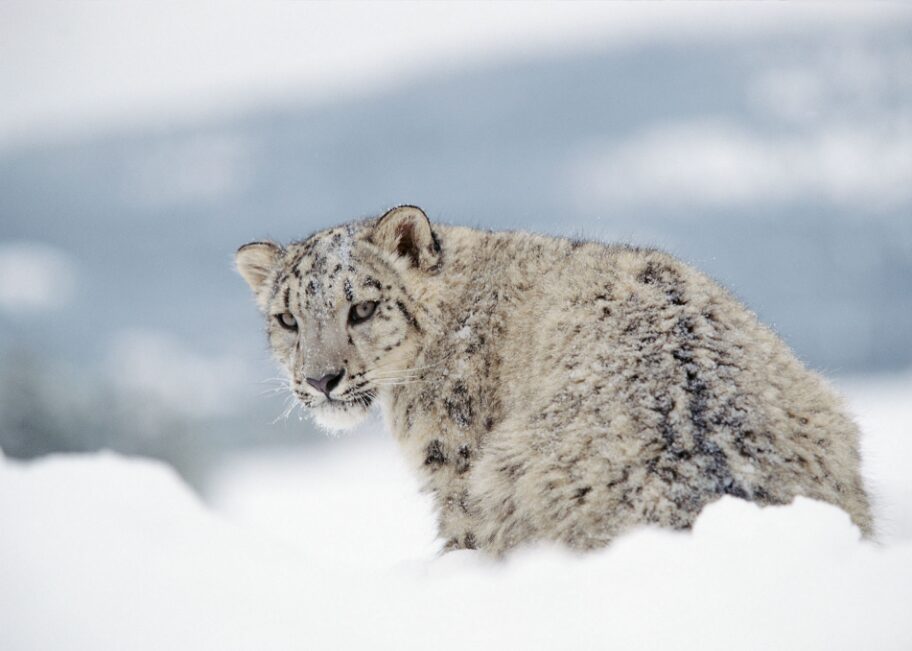 Snow Leopard National animal of Afghanistan 