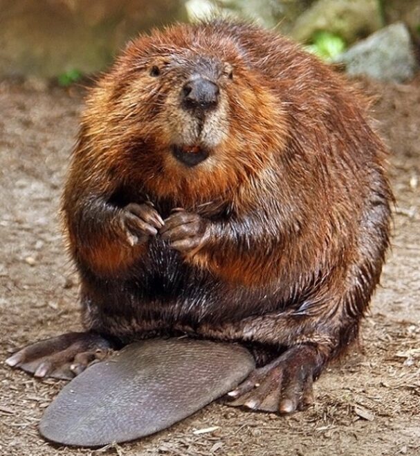 Beaver National animal of Canada