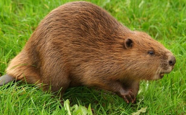 National animal of Canada | Interesting facts about Beaver