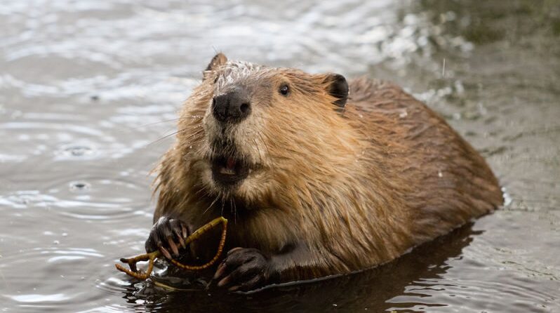 Beaver National animal of Canada