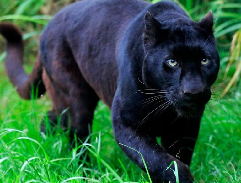 National animal of Gabon Interesting facts about Black Panther