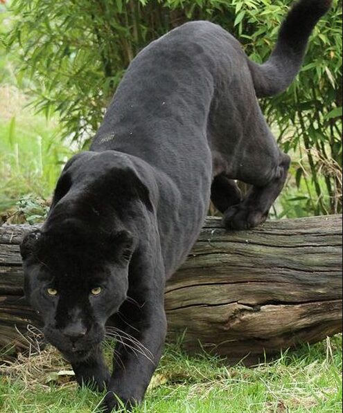 Black Panther National animal of Gabon
