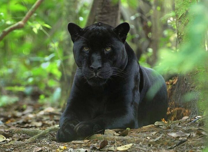 black panther animal hunting