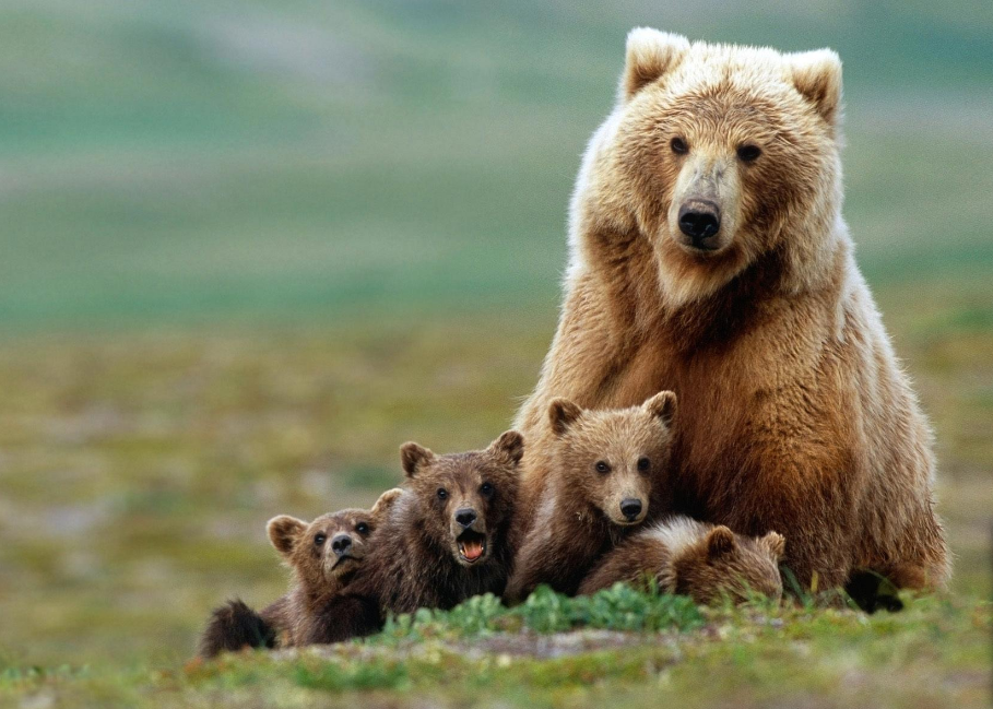 Brown bear National animal of Finland