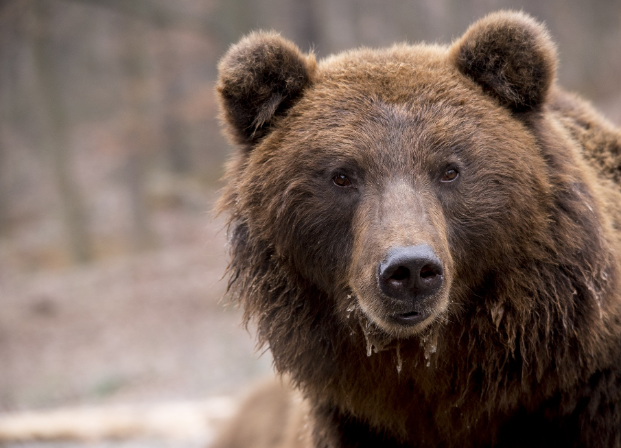 Brown bear : National animal of Finland - Vdio Magazine 2023