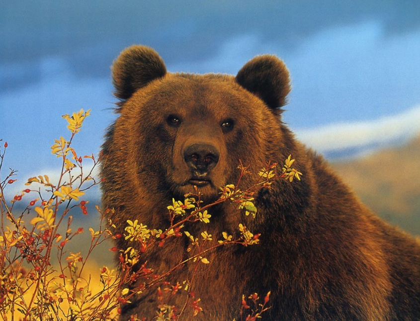 Brown bear National animal of Finland