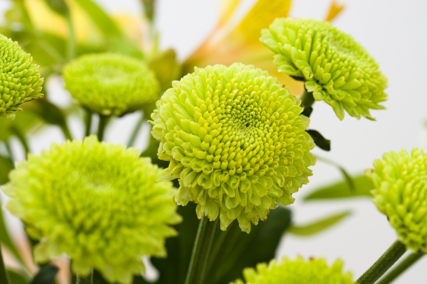 Chrysanthemum: National Flower of Japan