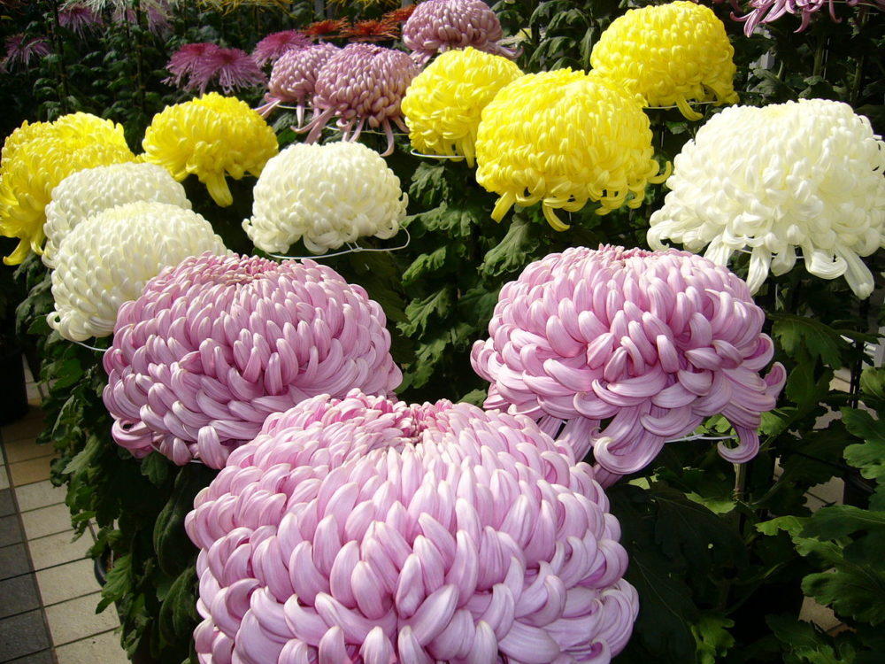 Chrysanthemum National Flower of Japan