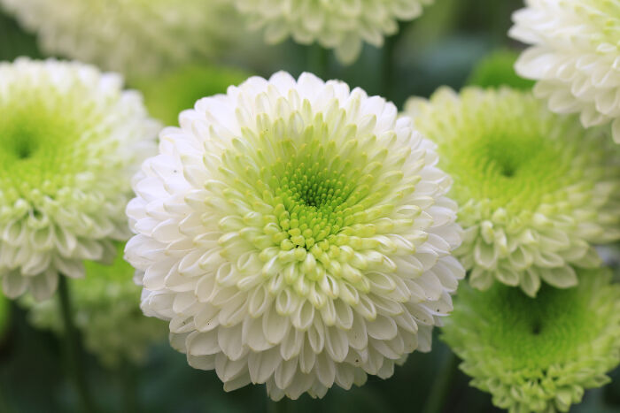 Chrysanthemum: National Flower of Japan