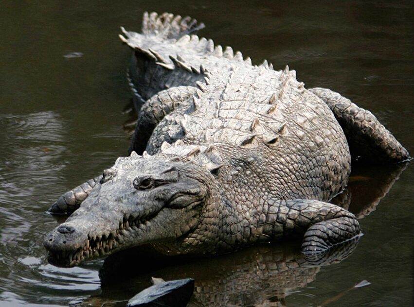 Cuban Crocodile National animal of Cuba