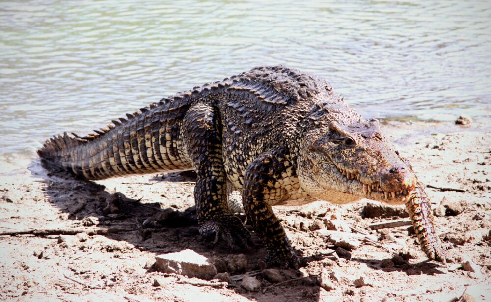 Cuban Crocodile National animal of Cuba