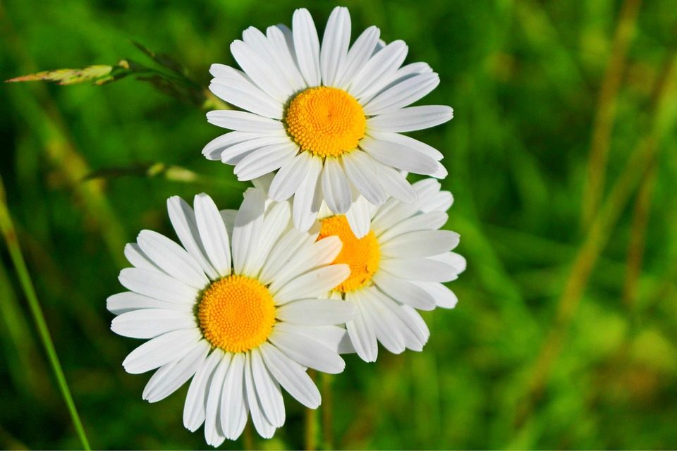 Marguerite Daisy: National Flower Of Denmark