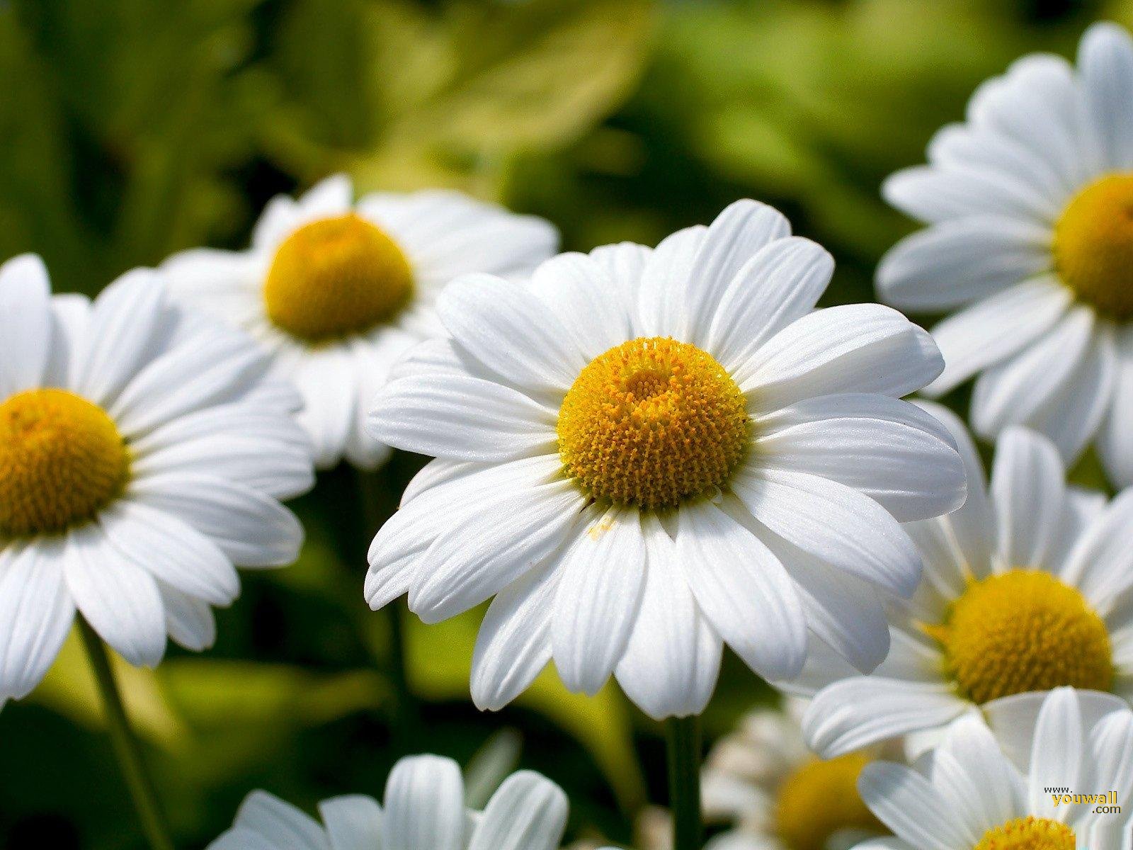 Marguerite Daisy: National Flower Of Denmark