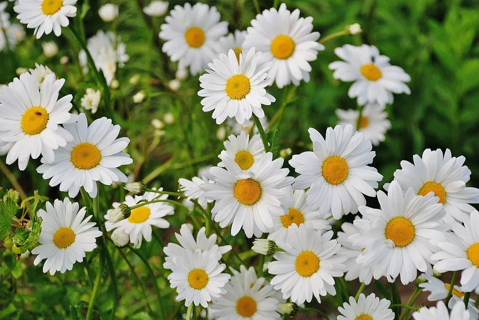 Marguerite Daisy: National Flower Of Denmark