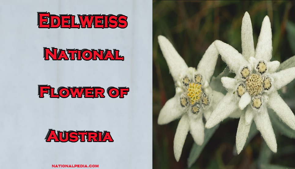 Edelweiss National Flower of Austria