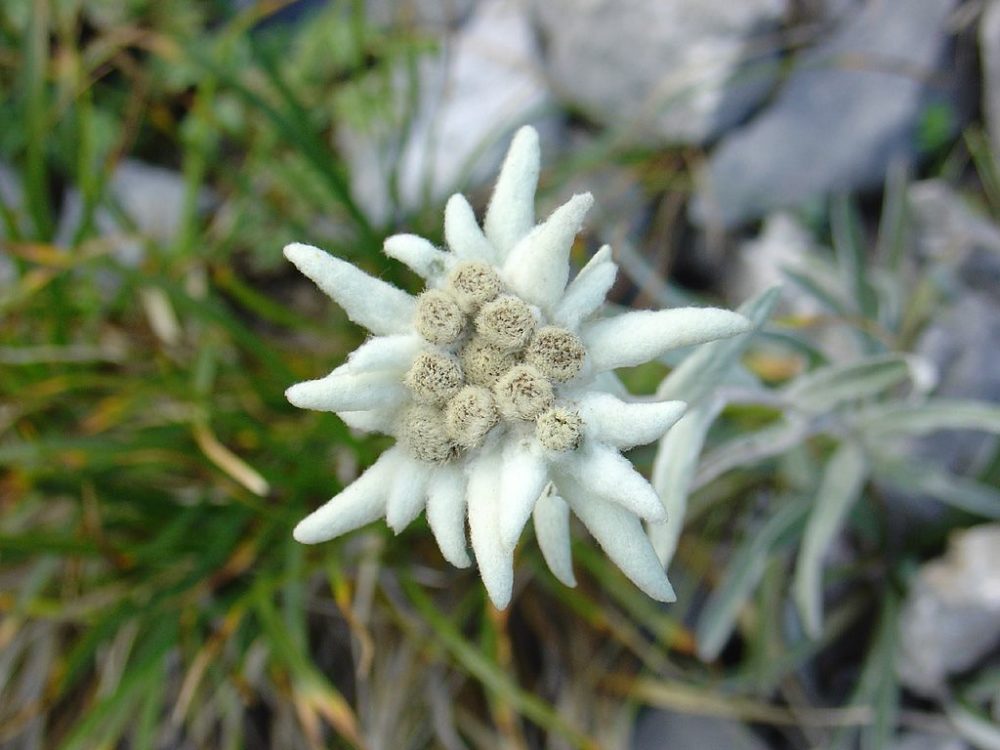Edelweiss National Flower of Austria..