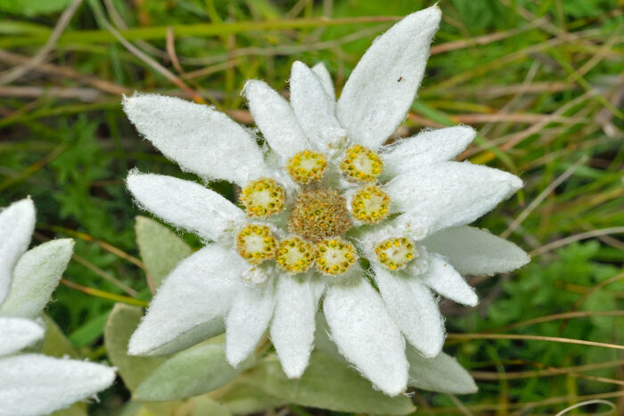 Edelweiss National Flower of Austria…