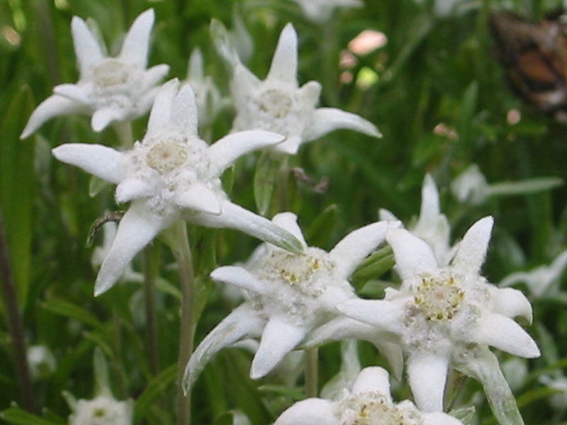 Edelweiss National Flower of Austria